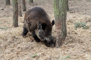 Für Wildschweine gibt es viele Leckerreien in unseren Gärten