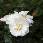 Rose Schneeflocke