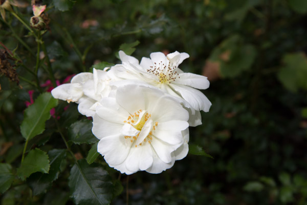 Die richtige Pflege der Rosen ist entscheidend für eine intensive Blühzeit.