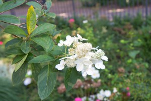 Die Rispenhortensie Kyushu sieht auch als Hochstamm wunderschön aus und ist frosthart und sehr robust.