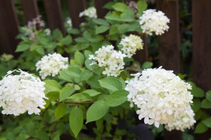 Die Rispenhortensie Limelight mit ihren reinweißen, kegelförmigen Blüten.