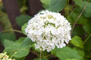 Die Ballhortensie Annabelle liebt sonnige bis halbschattige Standorte und blüht üppig in einem reinen weiß.