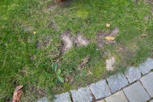 Schäden durch eine Wühlmaus. Die kaputte Grasnarbe.