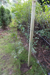 Rankhilfe für die Himbeere, gebaut aus 2 Holzlatten und Gartendraht.