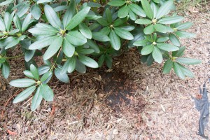 Rhododendron mit Unkrautvlies und Rindenmulch.