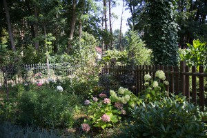 Rispenhortensie und Ballhortensie als Begrenzung zum Nachbarn