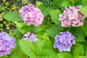 Die Bauernhortensie liebt sonnige bis halbschattige Standorte und blüht üppig in mehreren Farben.