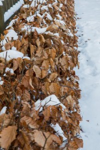 Eine Heinbuchenhecke wirft im Winter die Blätter nicht vollständig ab, ein gewisser Sichtschutz bleibt bestehen.
