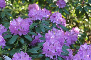 Lila Blühender Rhododendron.