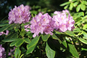 Rosa Blühender Rhododendron.