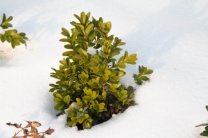 Hecken aus Buchsbaum - Solch ein Buchsbaum kostet keine 5,- Euro, große Buchsbäume dagegen können mehrere hundert Euro kosten.