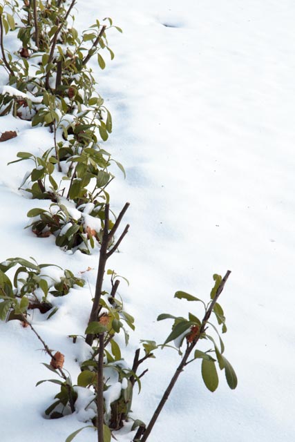 Bei strengen Wintern verkümmert der Kirschlorbeer, nicht in allen Gegenden Deutschlands kann man Kirschlorbeerhecken pflanzen.