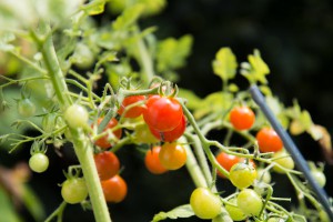 Kleine Tomaten sind ideal zum naschen für nebenbei, einfach zu pflegen und auch noch gesund!