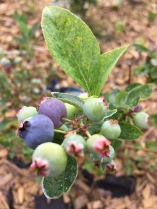 Blaubeeren Blue Crop