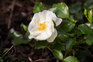 Mit Rosen als Bodendecker lassen sich schöne Gärten gestalten