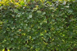Hainbuche im Sommer
