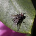 Insektenschutz – So kommen die Plagegeister nicht ins Haus