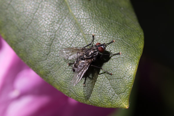 Insektenschutz