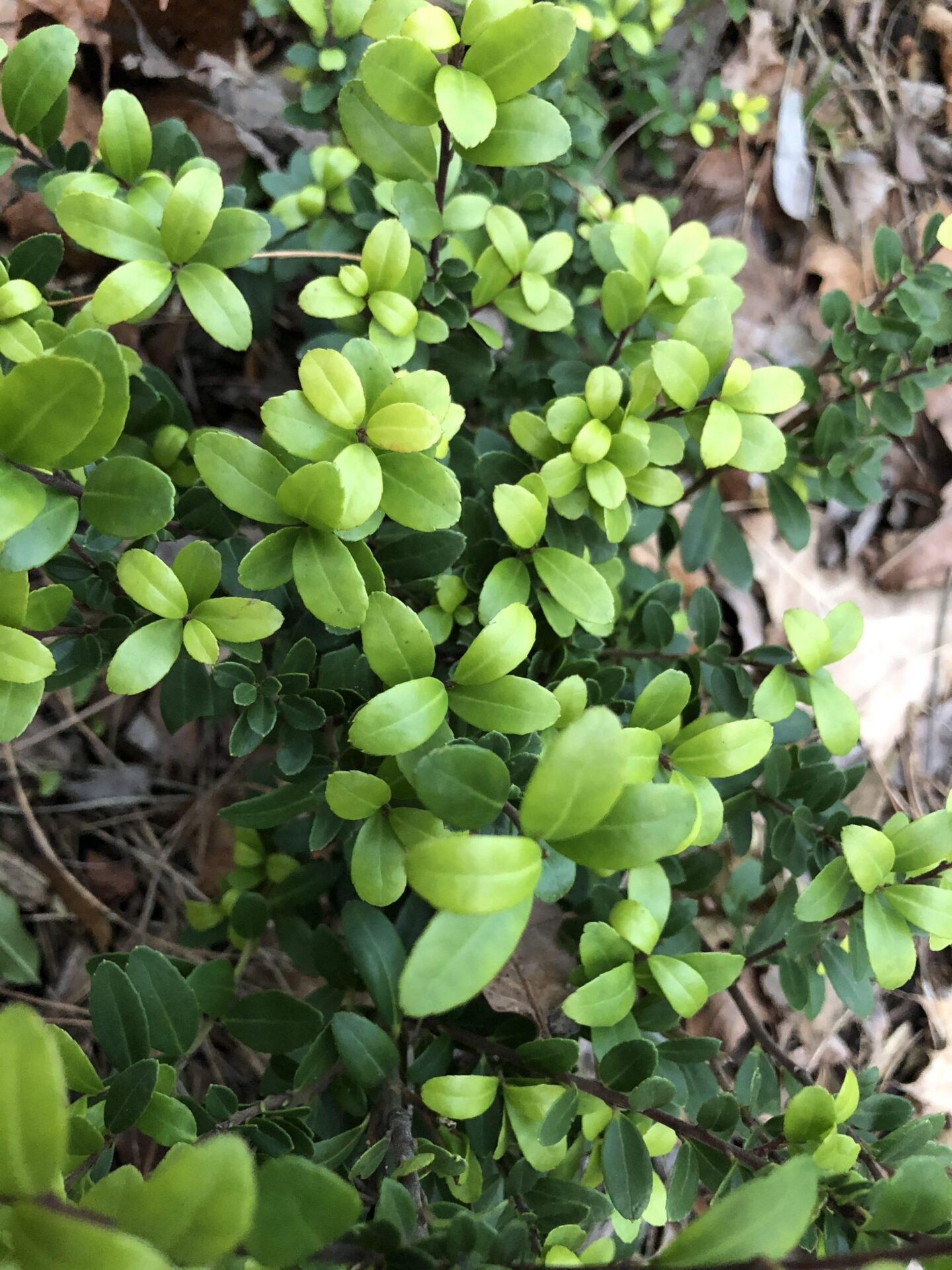 Ilex Crenata als Buchsbaum Alternative