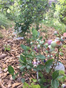 Pflanzen der Blaubeeren mit Rindenmulch abdecken