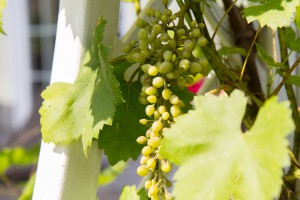 Wein eignet sich vor allem für sonnige Plätze.