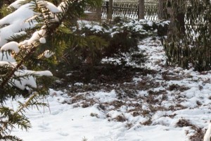 Wildschweinspuren im Garten